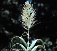 Giant Reed flower plume