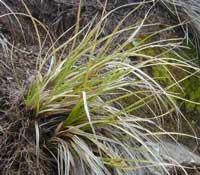 Carex wahuensis