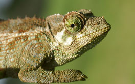 Jackson's chameleon
