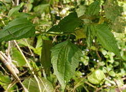 Siam Weed leaf