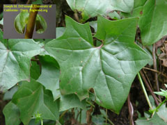 Cape ivy leaf