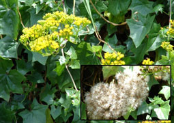 Cape Ivy flowers and seeds