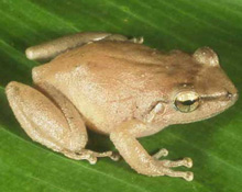 Coqui Frog detail