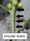 Ficus elastica stem detail