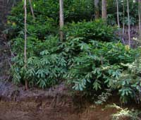 Kahili Ginger growing in the forest