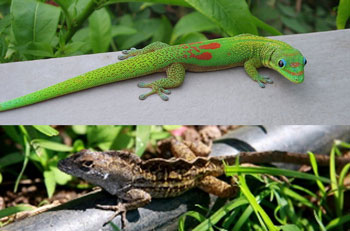 gold dust day gecko and brown anole