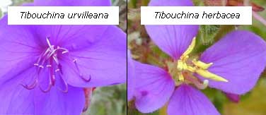 Tibouchina flowers