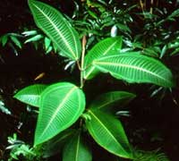 Miconia plant