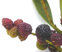 Detail of firetree fruits