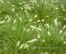 feathertop fountain grass
