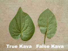 Kava and false kava leaf comparison