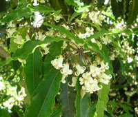 Australian Cheesewood flower