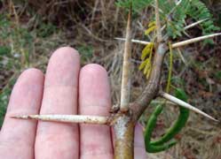 Long-thorn kiawe thorns
