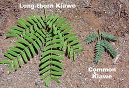 Long-thorn kiawe plant