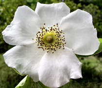 Cherokee Rose flower