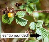 Rubus ellipticus leaf shape