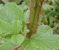 Rubus ellipticus stem detail