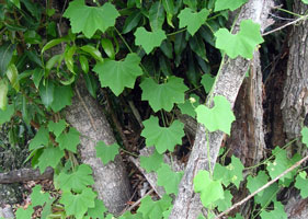 Sicyos pachycarpus