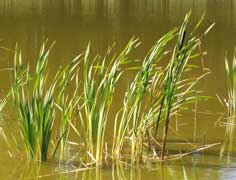 cattail in wetland